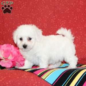 Phlox, Bichon Frise Puppy